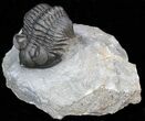 Bug-Eyed Coltraneia Trilobite - Great Eye Facets #40126-1
